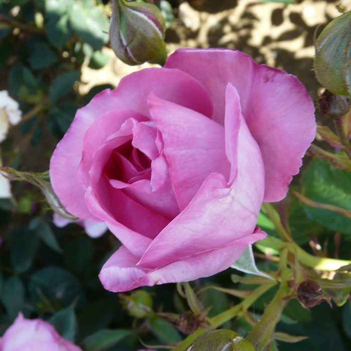 Rose Edward's Rose 4L Pot NGW