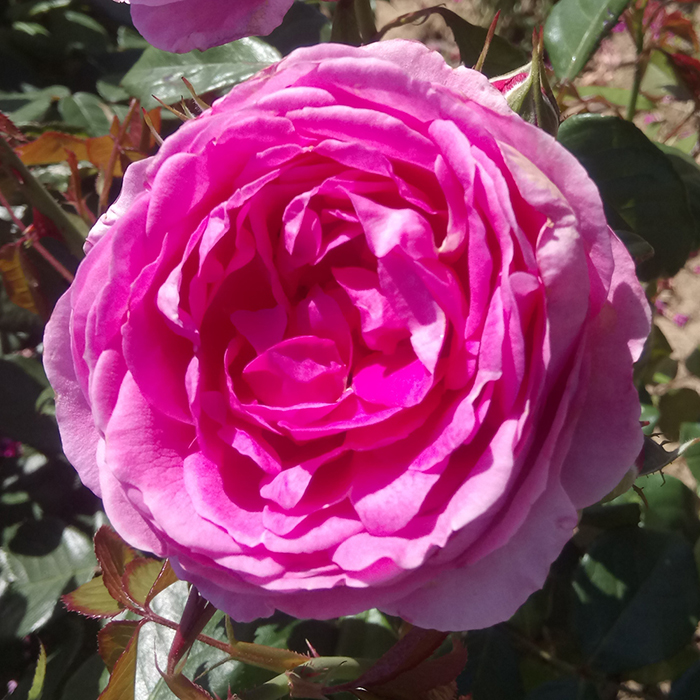 Rose Edward's Rose 4L Pot NGW