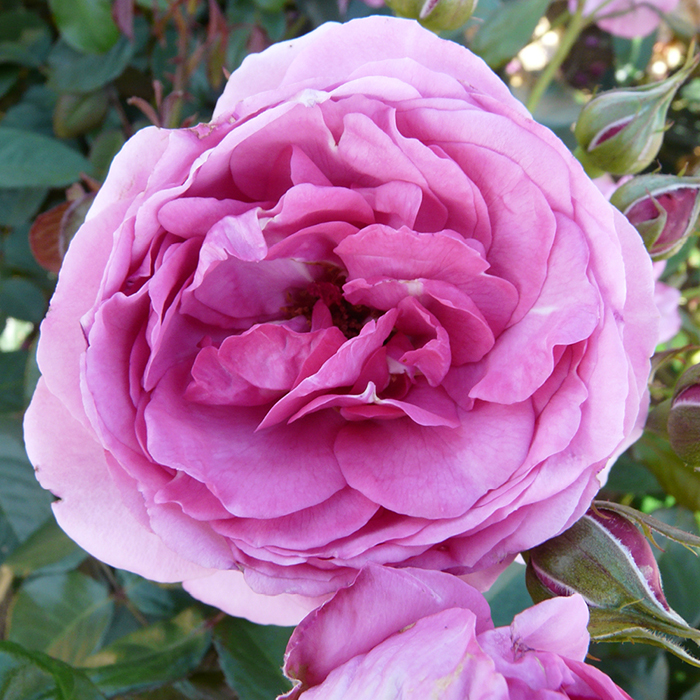 Rose Edward's Rose 4L Pot NGW