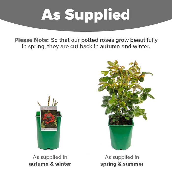 Rose Black Baccara 4L pot NGW