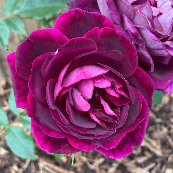 Rose Burgundy Ice 4L pot NGW