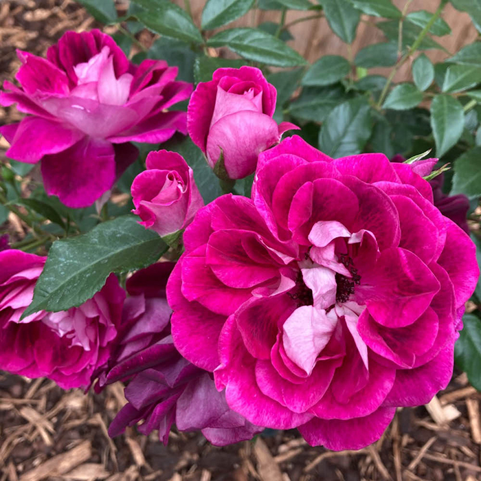 Rose Burgundy Ice 4L pot NGW