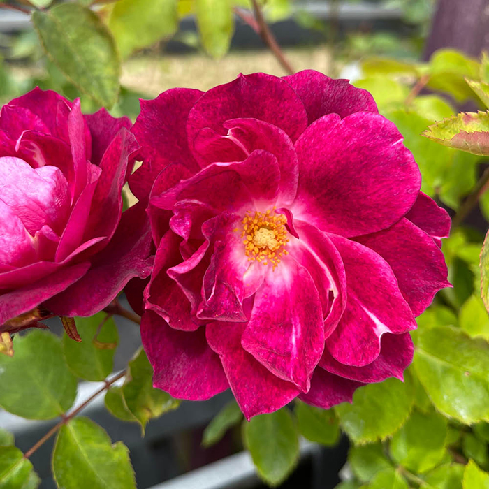 Rose Bee Humble 4L Pot NGW