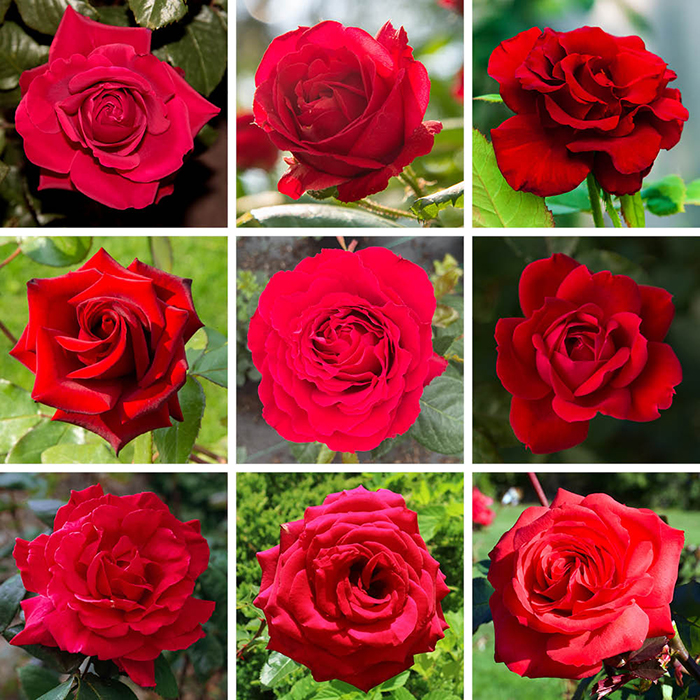 Rose Scarlet Red 4L pot NGW
