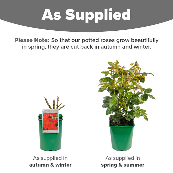Rose Scarlet Red 4L pot NGW