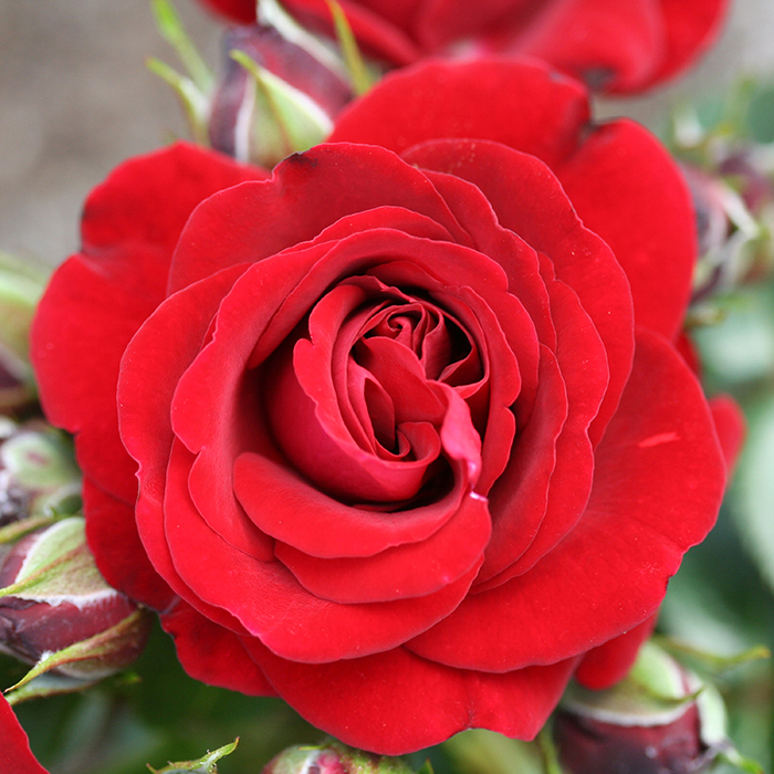 Rose Carmen 4L Pot NGW