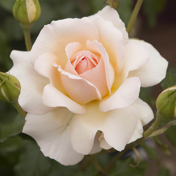 Rose Chandos Beauty 4L pot NGW