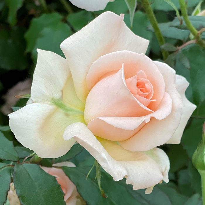 Rose Chandos Beauty 4L pot NGW