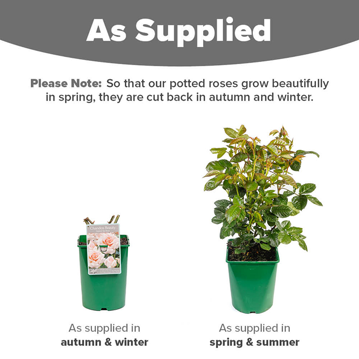 Rose Chandos Beauty 4L pot NGW