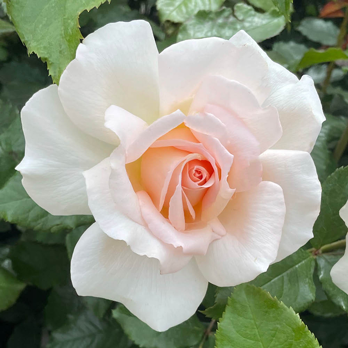 Rose At Peace (Apricot) 4L pot NGW