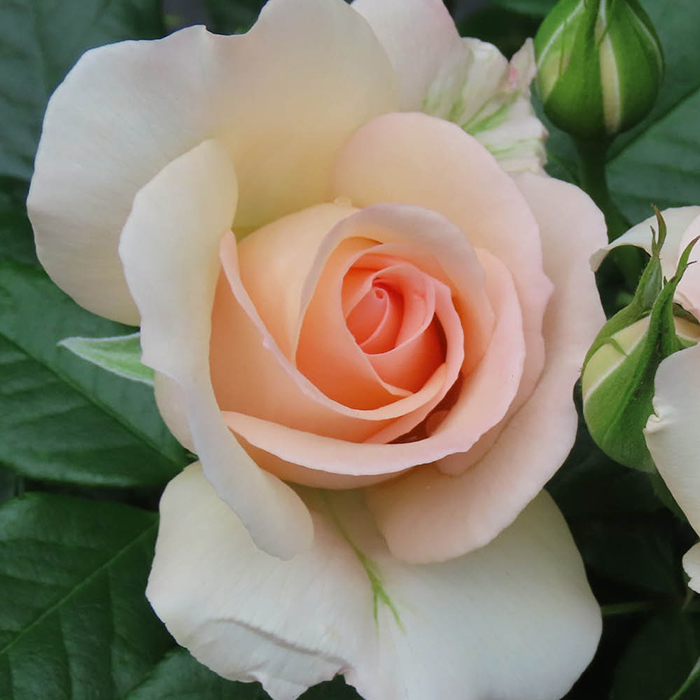 Rose At Peace (Apricot) 4L pot NGW