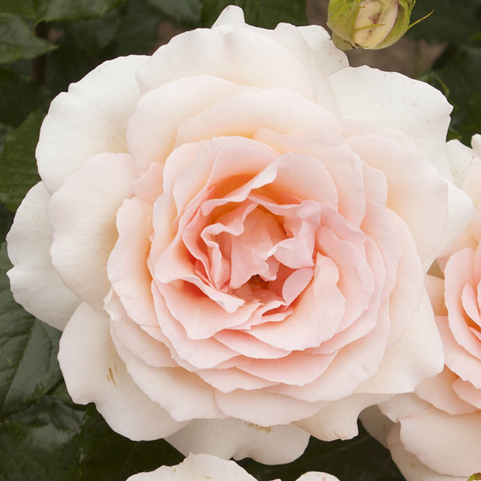 Rose At Peace (Apricot) 4L pot NGW