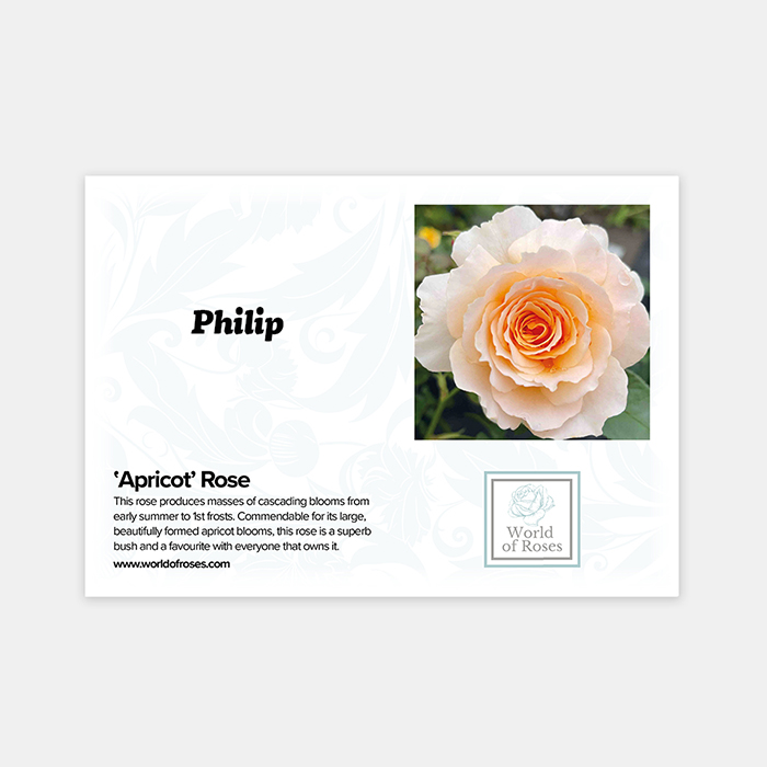 Rose Apricot 4L pot NGW