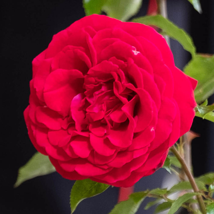 Rose Kevin's Rose 4L pot NGW