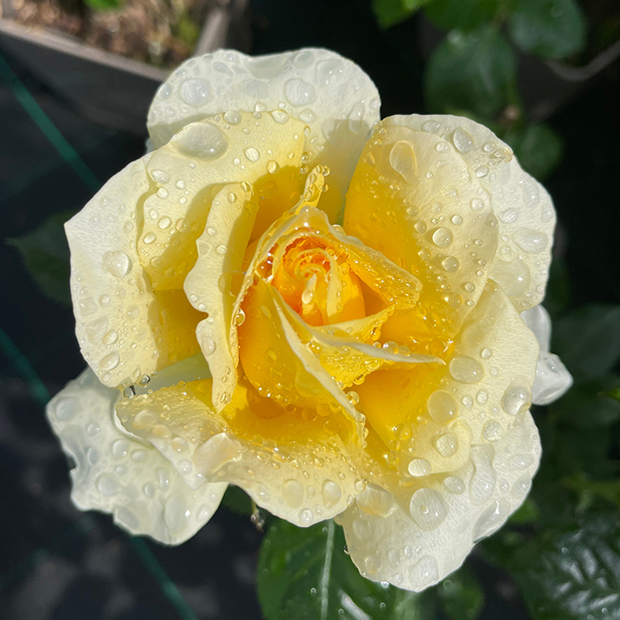 Rose St Rita 4L pot NGW