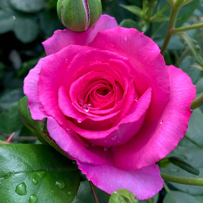 Rose Fab at 70 4L pot NGW