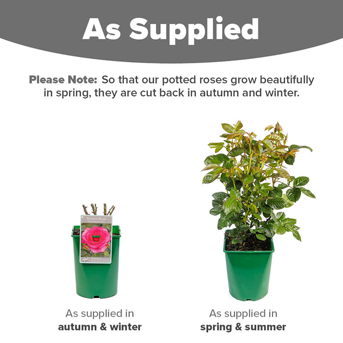 Rose Kirsty's Rose 4L pot NGW