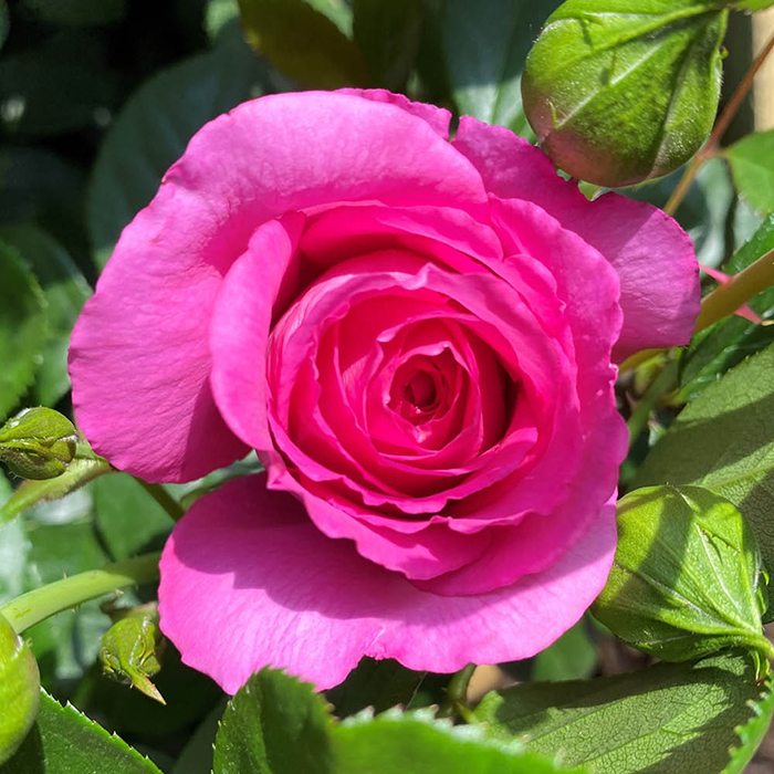 Rose Claire Marshall 4L pot NGW