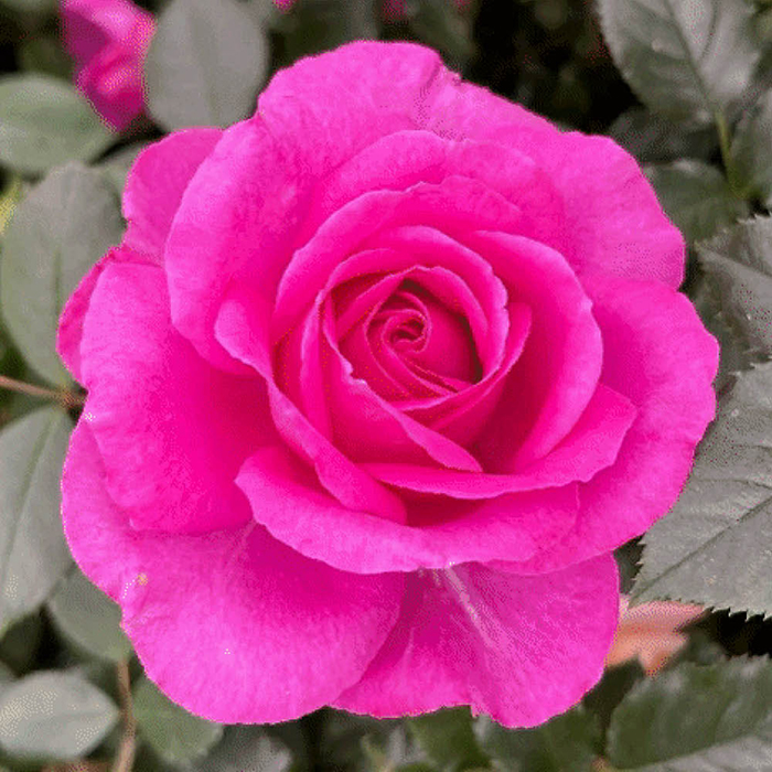 Rose Claire Marshall 4L pot NGW