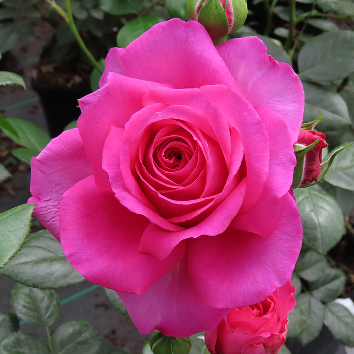 Rose Donna's Rose 4L Pot NGW