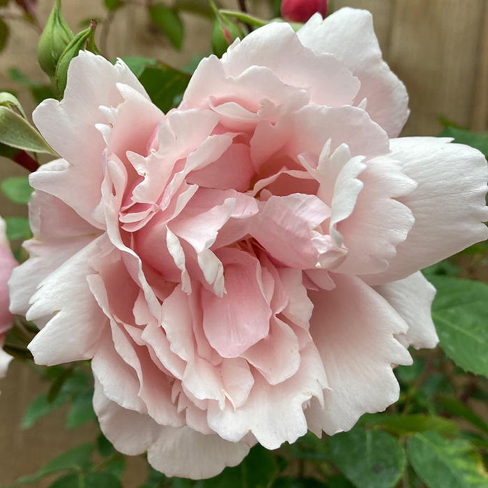Rose Climbing Albertine 4L pot NGW