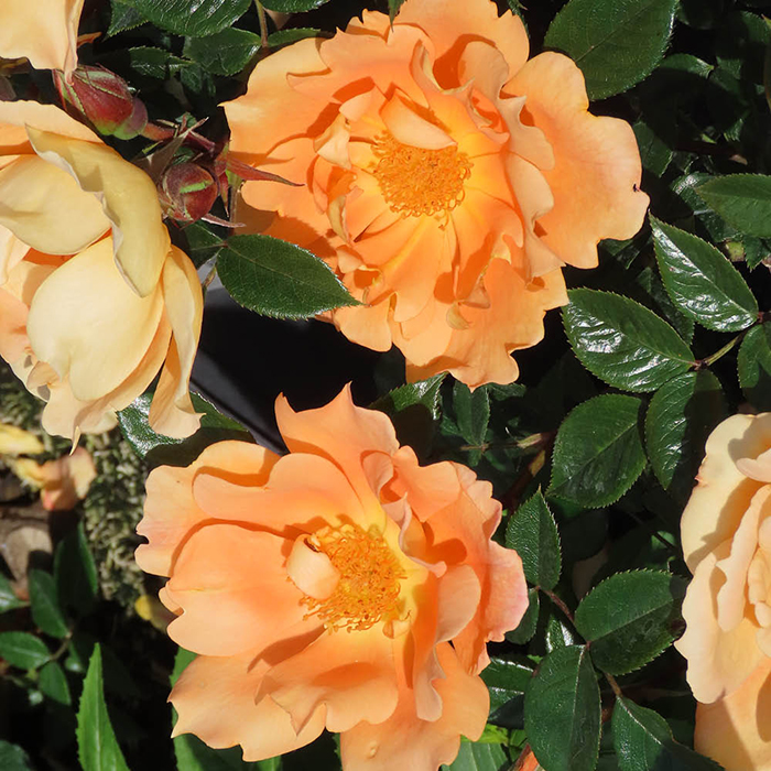 Rose Climbing Bridge of Sighs 4L pot NGW