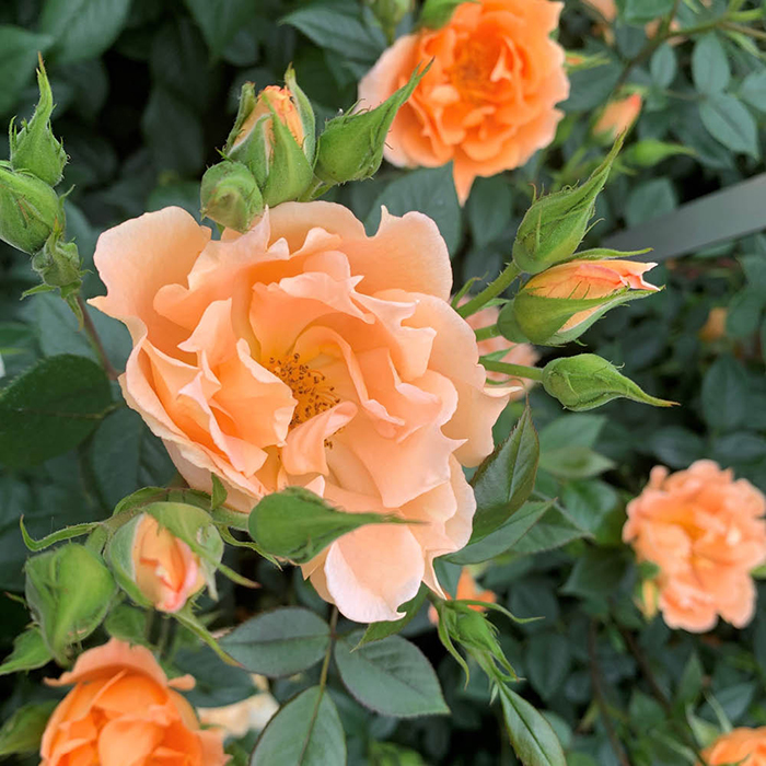 Rose Climbing Bridge of Sighs 4L pot NGW