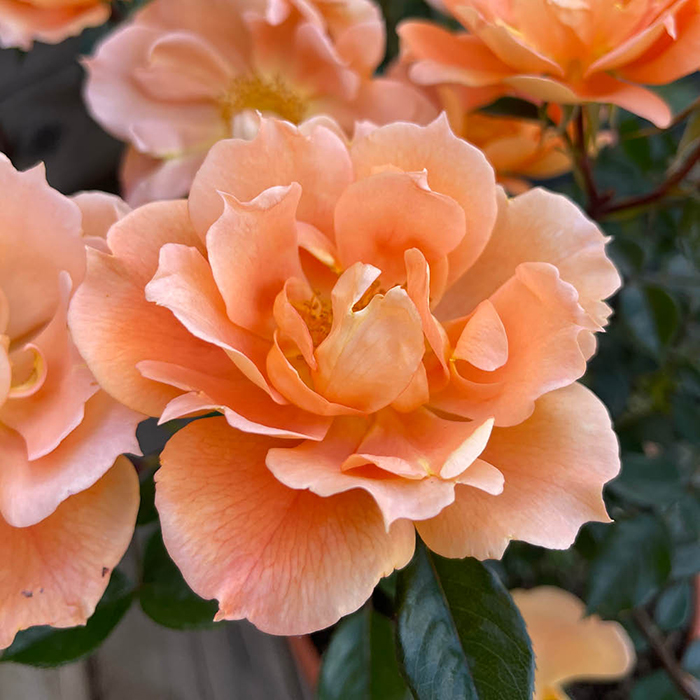 Rose Climbing Bridge of Sighs 4L pot NGW