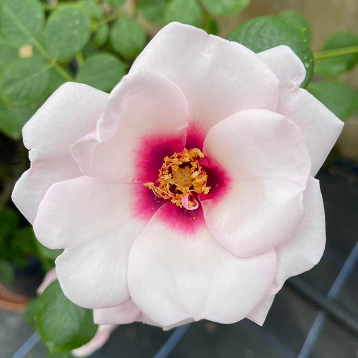 Rose Climbing Chawton Cottage 4L pot C NGW