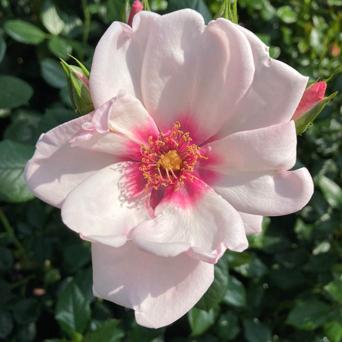 Rose Climbing Chawton Cottage 4L pot C NGW