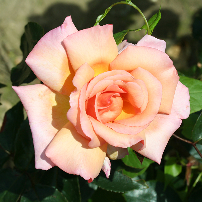 Rose Climbing Compassion 4L Pot NGW