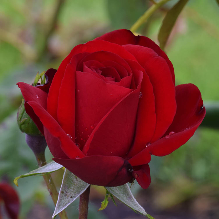 Rose Climbing Dublin Bay 4L pot NGW