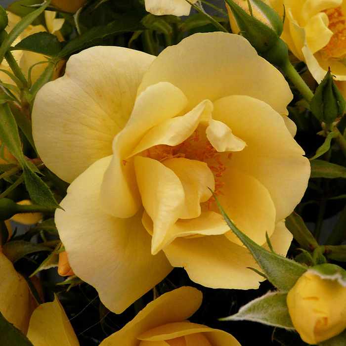 Rose Climbing Gardener's Gold 4L pot NGW