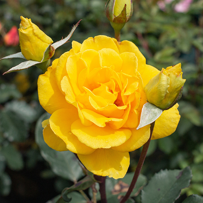 Rose Climbing Golden Perfume 4L pot NGW