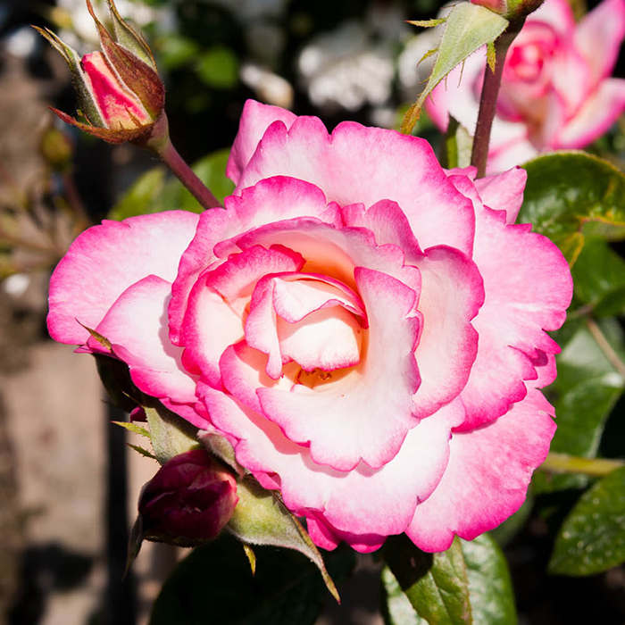 Rose Climbing Handel 4L pot NGW