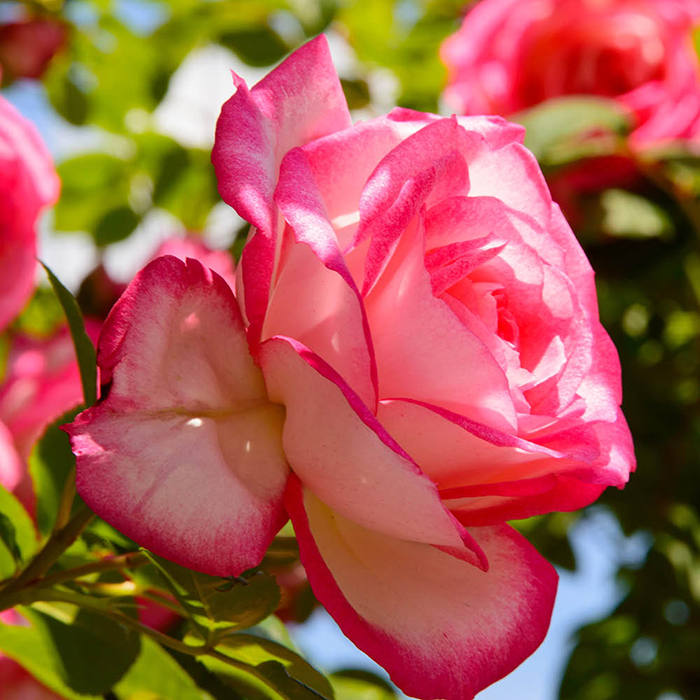 Rose Climbing Handel 4L pot NGW