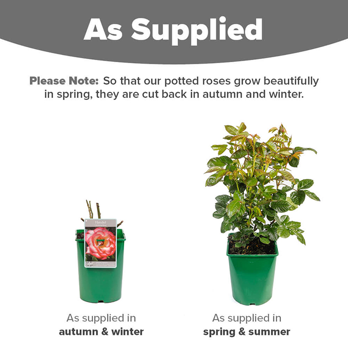 Rose Climbing Handel 4L pot NGW