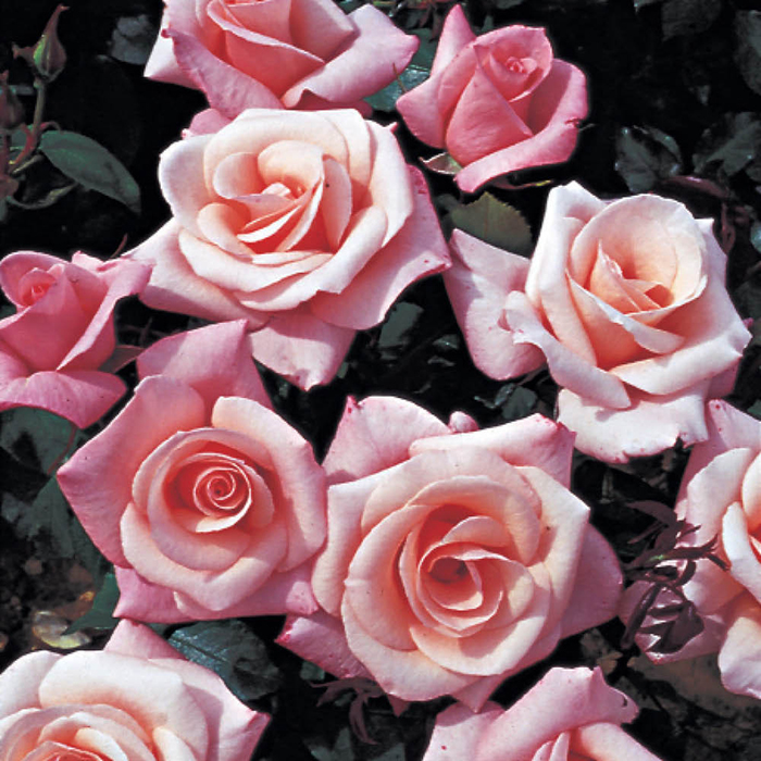 Rose Climbing High Hopes 4L pot NGW