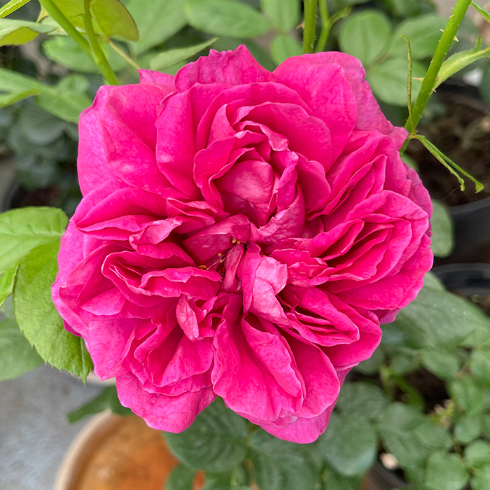 Rose Climbing Highclere Castle 4L pot NGW
