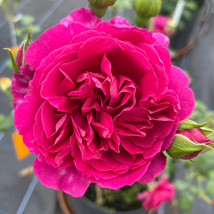 Rose Climbing Highclere Castle 4L pot NGW