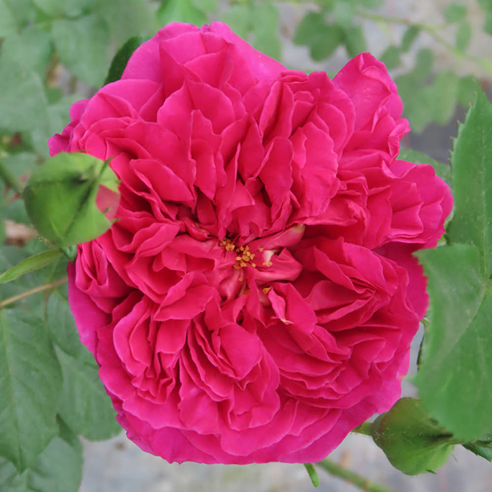 Rose Harkness Heritage 4L Pot NGW