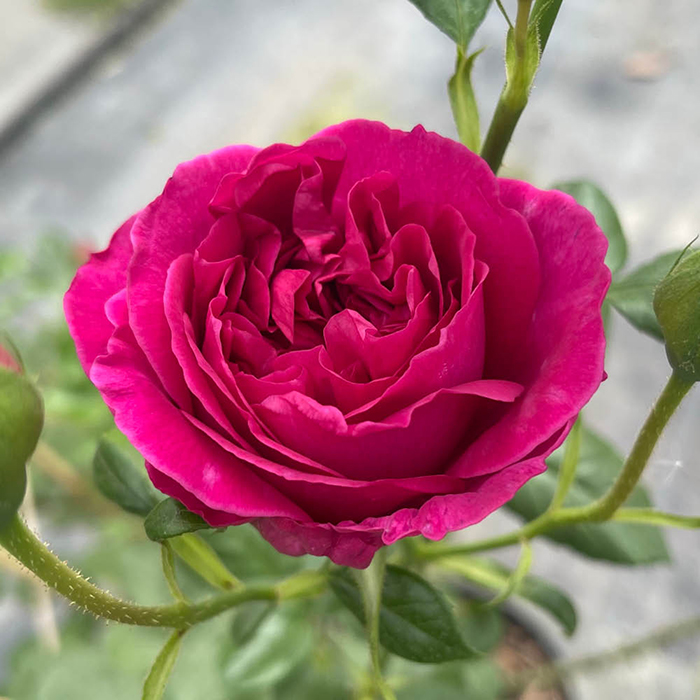 Rose Harkness Heritage 4L Pot NGW