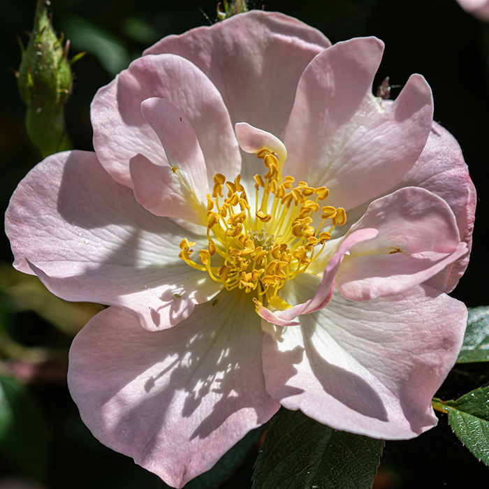 Rose Climbing Open Arms 4L pot NGW