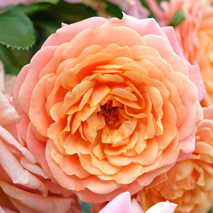 Rose CLG Peach Melba 4L pot (ROTY 2023) NGW