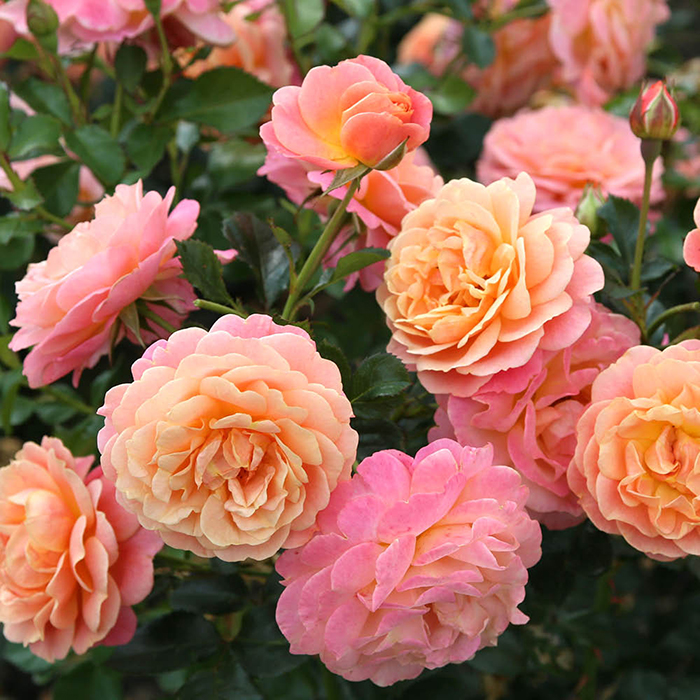 Rose CLG Peach Melba 4L pot (ROTY 2023) NGW
