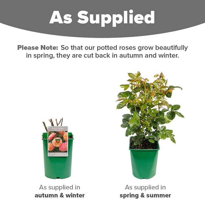 Rose CLG Peach Melba 4L pot (ROTY 2023) NGW