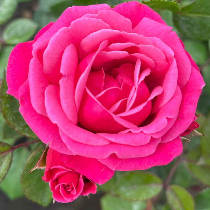 Rose Climbing Pink Perpetue 4L pot NGW