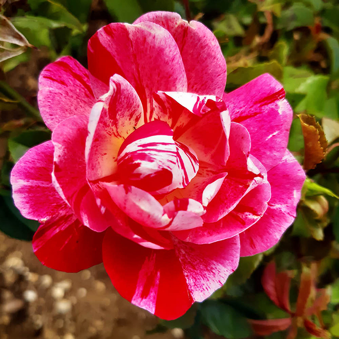 Rose Rosemary's Rose 4L Pot NGW