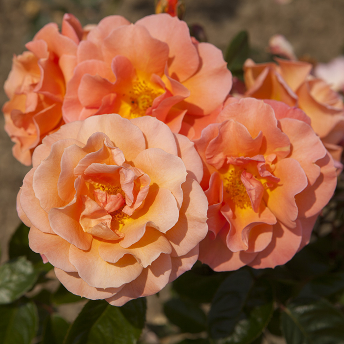 Rose CLG Scent from Heaven 4L pot (ROTY 2017) NGW