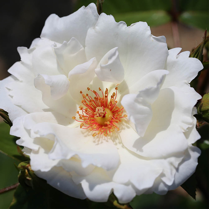 Rose Climbing White Star 4L pot NGW